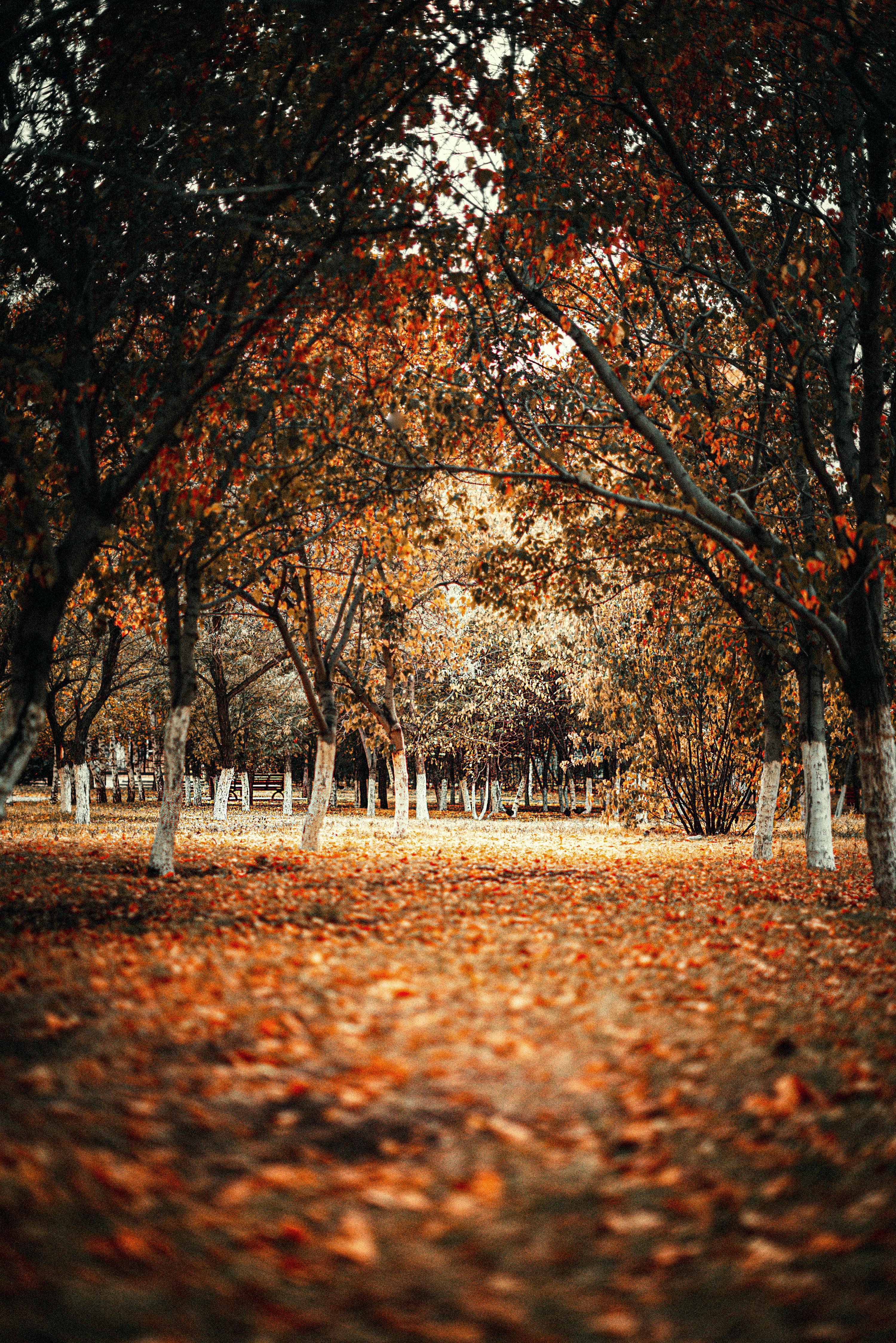 Center background